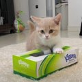 ティッシュ箱で遊ぶマンチカン子猫ちゃん♡ 4連チャンではしゃぐ姿にメ…
