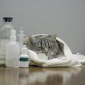 猫にクレゾールは危険！理由や症状、使用した場合の対処法など紹介