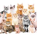 猫種別に見る「平均寿命」　寿命が一番長い＆短い種類は？品種以外に…