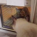 突然窓から顔を出したボス猫と家猫の対面…凄まじい圧力に『ハラハラし…