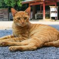 猫を祀る「猫神神社」ってどんなところ？