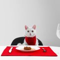 猫にとっての『良い食器・悪い食器』2つの特徴　実は重要な食事タイム…