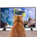 猫がじーっと『テレビ』を見るときの心理3選　もしかして楽しんでいる…