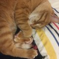 猫が飼い主の枕を使って寝る理由３つ