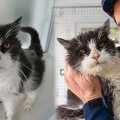 21歳で施設に引き渡された老猫……幸運を引き寄せ新たな猫生へ！