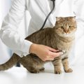 猫の腹水の原因と症状や隠れた病気の可能性について