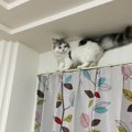猫はなぜ高いところから降りられなくなる？