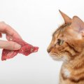 猫も『牛肉・豚肉』を食べる？与える場合に気をつけること2つ