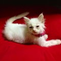 【話題】９年前に保護した白猫…現在とのビフォーアフターに驚き！