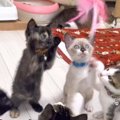 5匹の子猫に『初めてのネコジャラシ』使ってみたら…大興奮しちゃう姿…