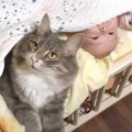 猫が『赤ちゃんの布団』に入ったら…"おくるみ"で仲良く包まれて…