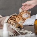 猫には致命的な『感染症』5選　いち早く気づくための症状や予防法…知…