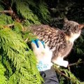 地上21メートルの木の上でずぶ濡れ…過酷な4日間を生き抜いた猫