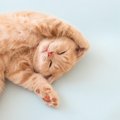 猫は鼻で温度がわかるって本当？猫の『体温調節』にまつわる豆知識５つ