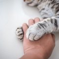 猫が飼い主の手にくっついて眠る５つの心理