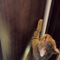猫が『ドアを開けたい』ときに取った行動…2足立ちで頑張る姿に注目す…