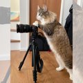 『プロのカメラにゃん登場！？』カメラを構えて撮影している猫ちゃん…