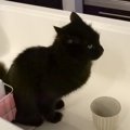 猫が『キッチンでトイレをしてしまう』まさかの理由が可愛すぎ…「ほの…