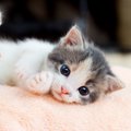 永遠の子猫『ドワーフィズム』の特徴4つ！原因と治療法も解説