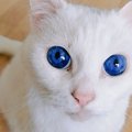 【大人気】サファイアのような瞳♡まるで子猫のように若々しい猫さん！
