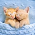 猫の『好きな人にしか見せない寝方』6選！無防備な姿からわかる安心感♡