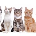 猫の種類の人気ランキングTOP20！海外での人気猫種やその他一覧