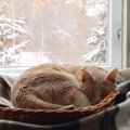 猫が『寒い場所』で寝る4つの理由と注意点