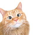 愛猫の目が『真ん中に寄っている』のはなぜ？考えられる原因4選　見え…