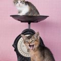 愛猫の体重や体格を認識してますか？