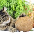 猫はココナッツを食べても大丈夫？注意したい事や効果