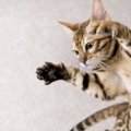 猫のジャンプ力は人間の５倍！？どうしてそんなに飛べるの？
