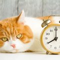 猫には「曜日」や「季節」の感覚がある？　正確な体内時計と飼い主との生…