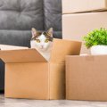 猫との『引っ越し』気をつけるべき4つのポイント　ストレスを少なく乗…