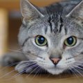 猫の『目ヤニ』が気になるときの原因4つと対処法