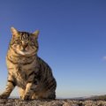 日本で語りつがれる『猫の神様』５選