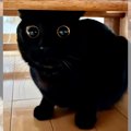 『これだから黒猫は最高！』まんまるすぎるお目目が可愛らしい黒猫ち…