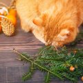猫は栗を食べても大丈夫？与える時の注意点や栄養について