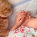 猫と少女が一緒に寝ている姿が尊すぎ……幸せ溢れる光景に悶絶する人続…