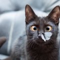 猫の鼻に『黒いもの』ができる原因4つ！病気である危険性と綺麗にする…