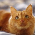 猫の寿命を縮める『イタズラ』５選