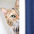 猫が『触られるのを避ける時』の原因5つと対処法