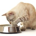 猫が水をこぼす4つの原因と対策