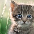 猫がみんなに愛されるワケ4つ♡人に与える癒しの効果について解説！