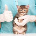 猫伝染性腹膜炎の原因と症状、その対策について