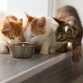 猫の短命に繋がる『ご飯の与え方』4つ！正しい与え方や食べ過ぎる猫へ…