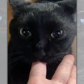 「イカ耳のまま指チュパする猫」が史上最強に可愛いと2.9万いいねの大…