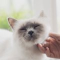 猫に絶対伝わる飼い主からの『愛情表現』5つ♡