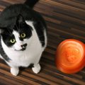 『食べ過ぎる猫』に起こる危険な変化4つ