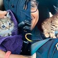 警官に偶然発見された子猫…肩に乗って甘える猫に下した決断とは？