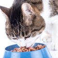 猫のご飯は温めた方がいい？4つの利点と注意ポイント